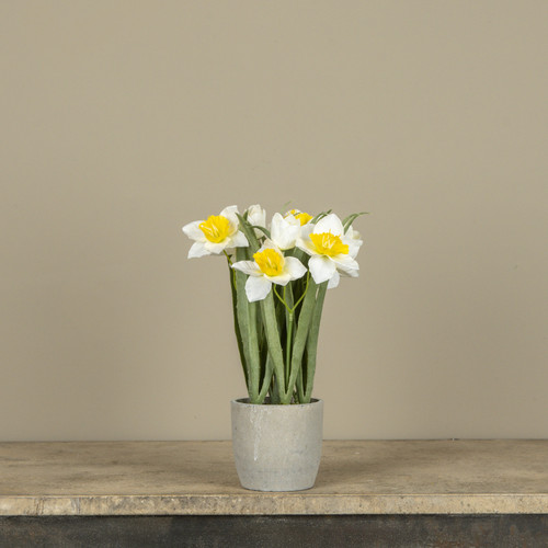 12" WHITE POTTED DAFFODIL