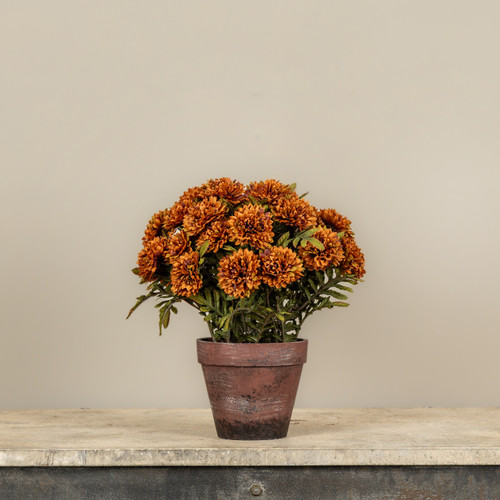 POTTED AUBURN MUMS