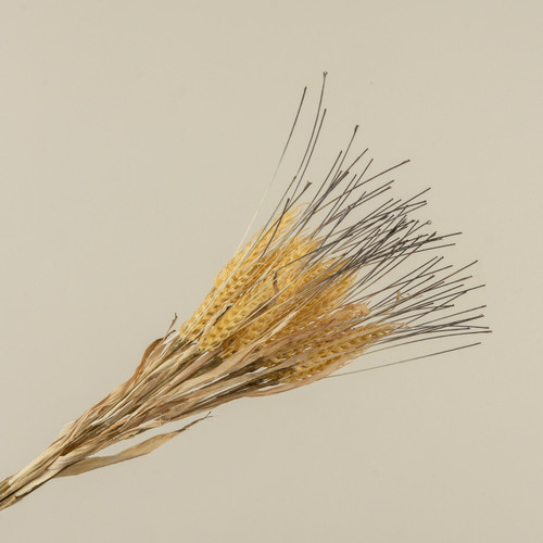 21" BEIGE WHEAT BUNDLE