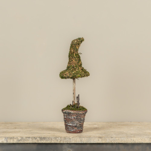 12" POTTED  MOSS WITCH'S HAT