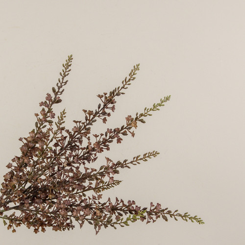 18.5" BROWN LARKSPUR BUNDLE