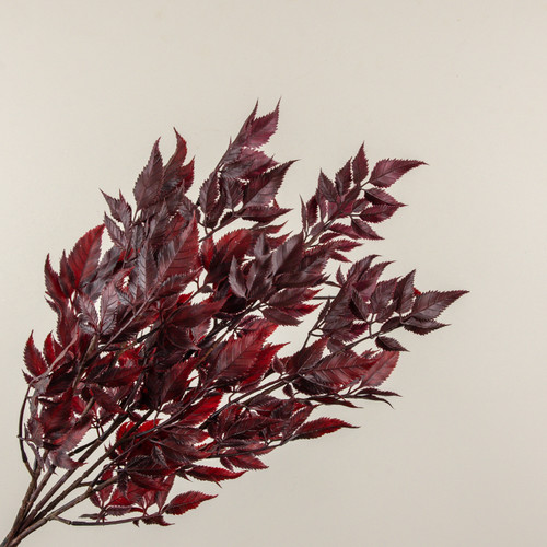 21" RED SPIKENARD LEAF BUSH