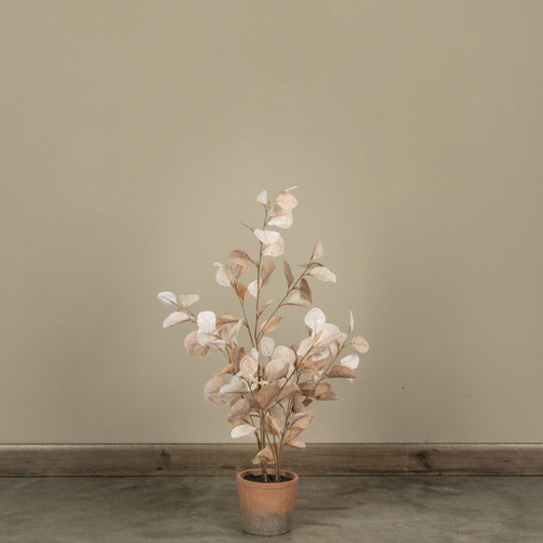 30.75" BROWN EUCALYPTUS TREE