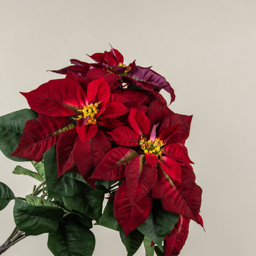 24" BURGUNDY POINSETTIA BUSH