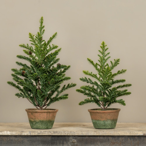 21" PERCY PINE TREE IN POT