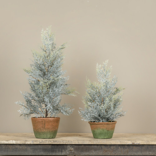17" DUSTY CEDAR PINE TREE IN POT