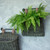 12" SWORD FERN & CEDAR BUSH