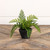 9" HAY-SCENTED FERN IN CHARCOAL CERAMIC POT
