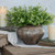 13" NEW ENGLAND BOXWOOD & BERRIES BUSH