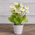 11.5" POTTED WHITE DAISIES