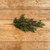 35" SEQUOIA PINE HANGING BUSH