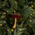 5.25" RED MUSHROOM ORNAMENT