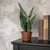 14" POTTED SNAKE PLANT