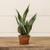 14" POTTED SNAKE PLANT