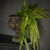 32" LACEY FERN HANGING BUSH