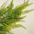 32" LACEY FERN HANGING BUSH