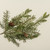 19" DOUGLAS FIR SPRAY W/ PINECONES