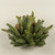 9" WHITE SPRUCE HALF BALL W/ MINI PINECONES