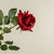 25.5" SOFT TOUCH RED ROSE STEM