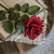 25.5" SOFT TOUCH RED ROSE STEM