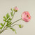 20" SOFT TOUCH PINK RANUNCULUS STEM