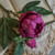 24" SOFT TOUCH DARK PINK PEONY STEM