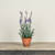 15" POTTED LAVENDER
