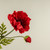 25" RED POPPY STEM