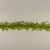 6' RUSCUS LEAF GARLAND