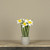 12" WHITE POTTED DAFFODIL