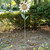 WHITE DAISY BIRD FEEDER STAKE W/ LADYBUG