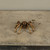 GOLD TARANTULA