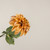 24.5" MUSTARD DAHLIA STEM