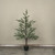 48" SAGE COPLEY PINE TREE IN POT