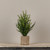 19" AUSTRIAN PINE TREE IN BASKET