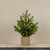 20" PINE TREE IN BASKET
