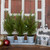 3 IN 1 WHITE POTTED LEMON CYPRESS TREES