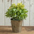 9" YELLOW SEEDED PLANT IN METAL POT