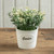 5.5" LIGHT YELLOW BABY TEARS IN CERAMIC POT