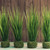 19.75" ONION GRASS IN GRASS BASE