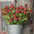 29" RED CHATEAU BLACK EYED SUSAN