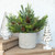 18" MIXED CEDAR & PINE W/ PINECONES BUSH