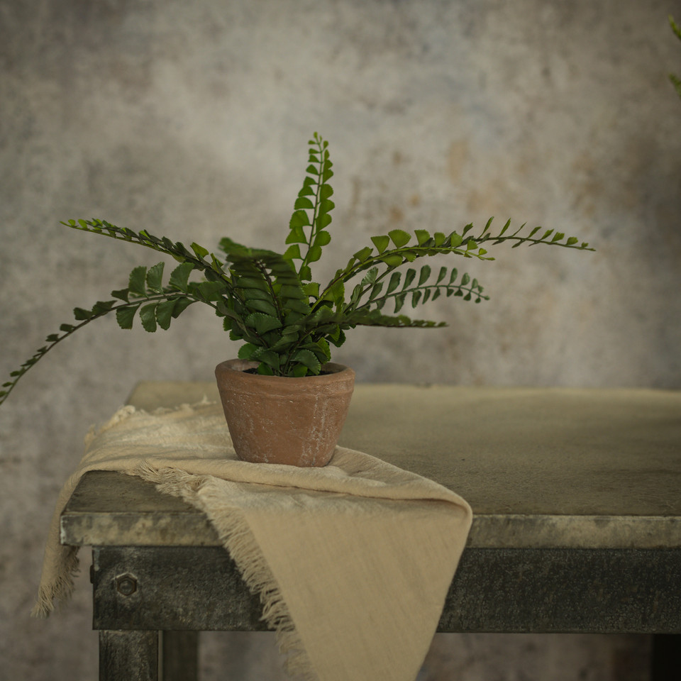 9" POTTED BUTTON FERN