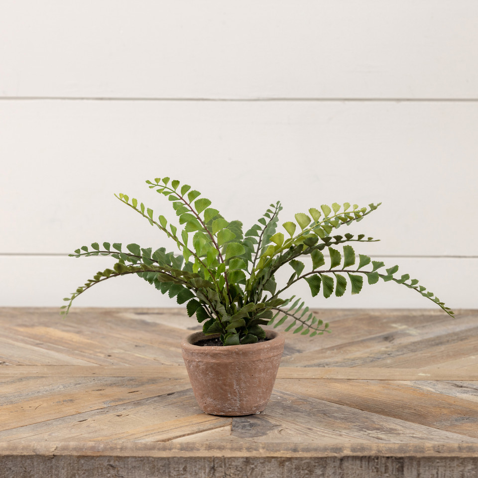 9" POTTED BUTTON FERN