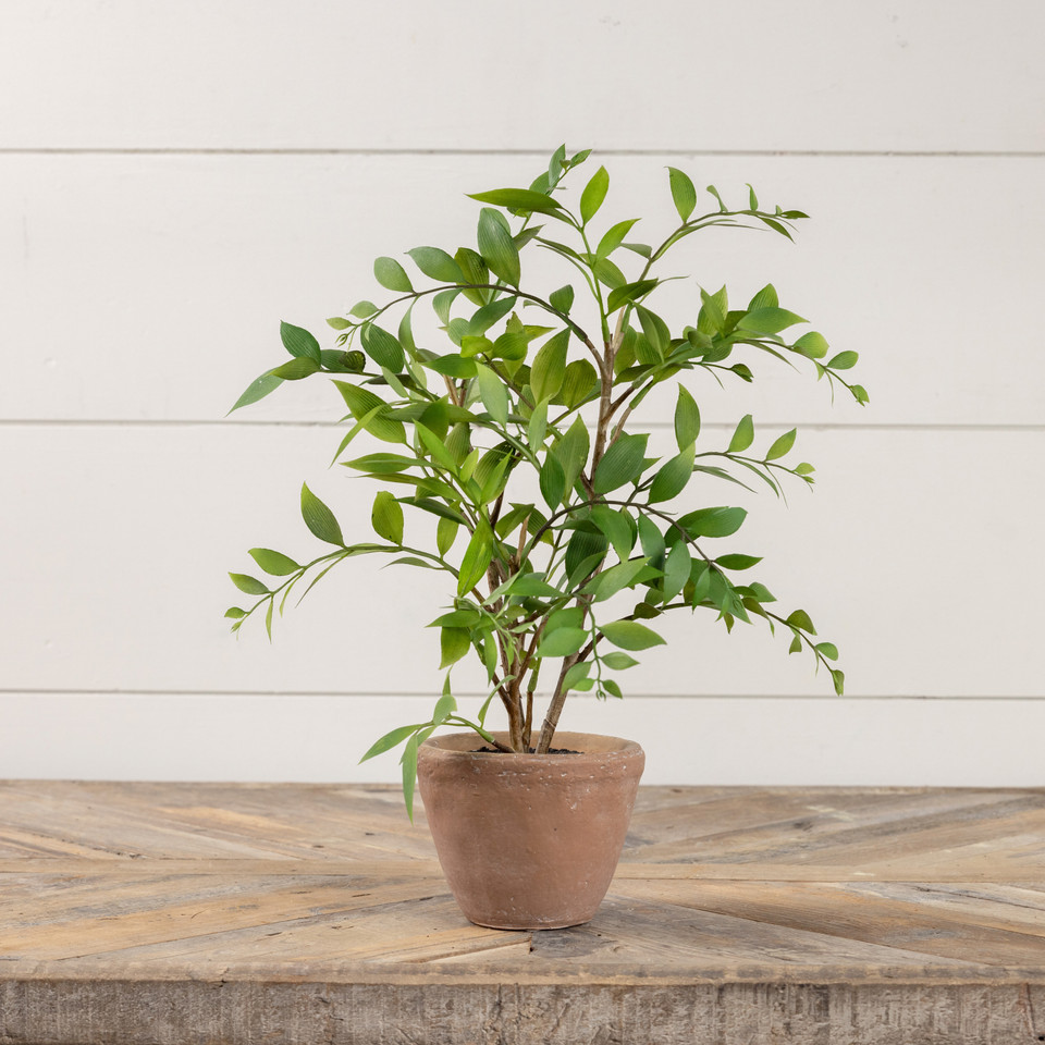 16" POTTED SMILAX PLANT