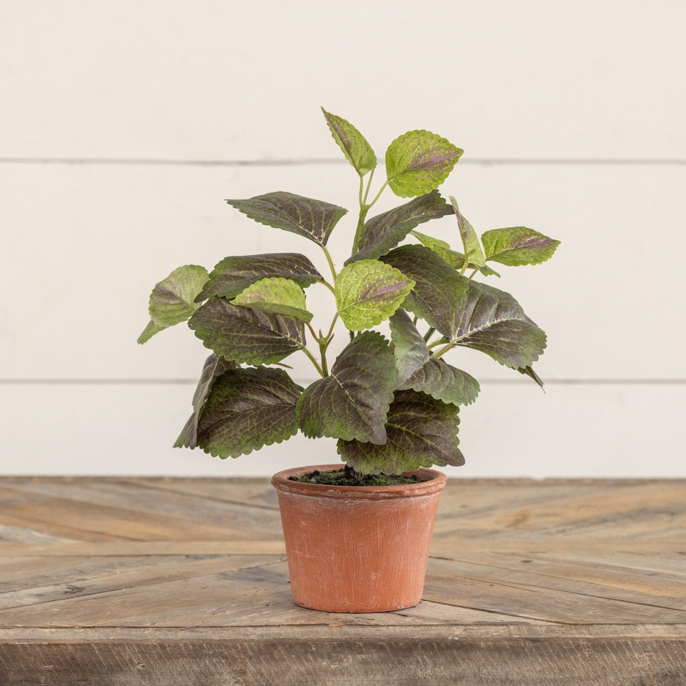 9" POTTED PERILLA
