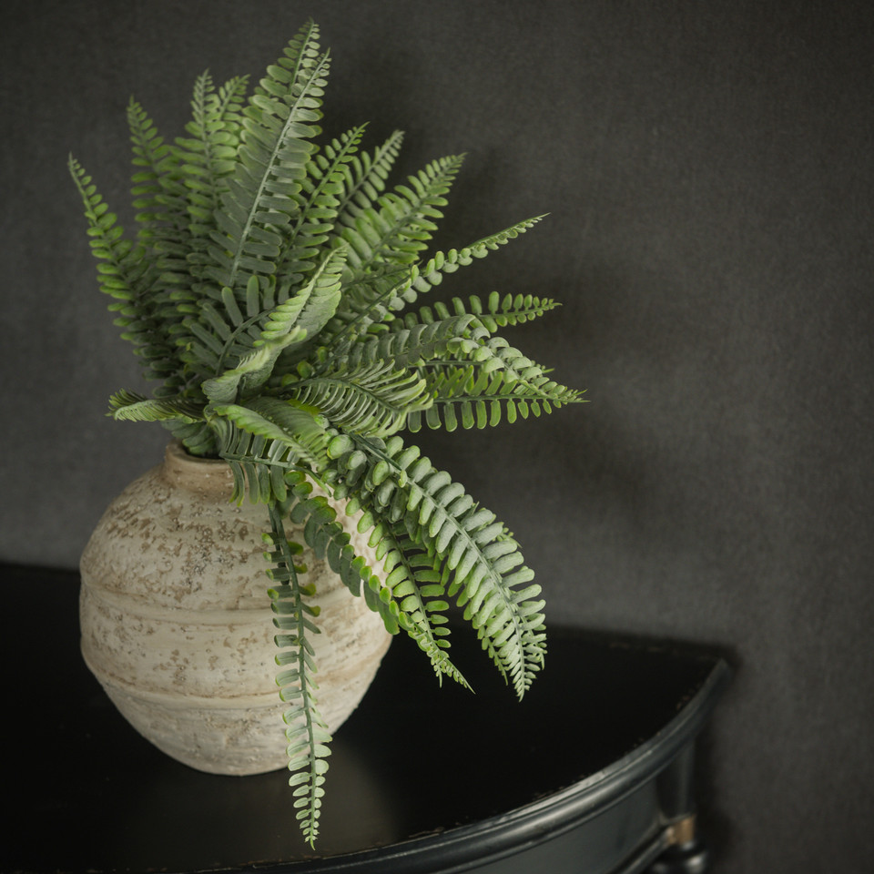 PERSIAN LEAF FERN BUSH