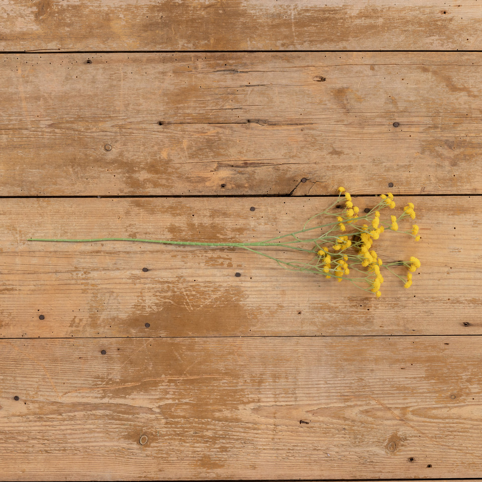 24" YELLOW BABY'S BREATH SPRAY