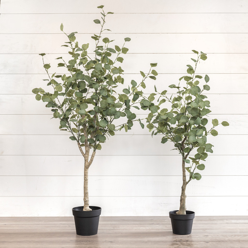 4.25' EUCALYPTUS TREE