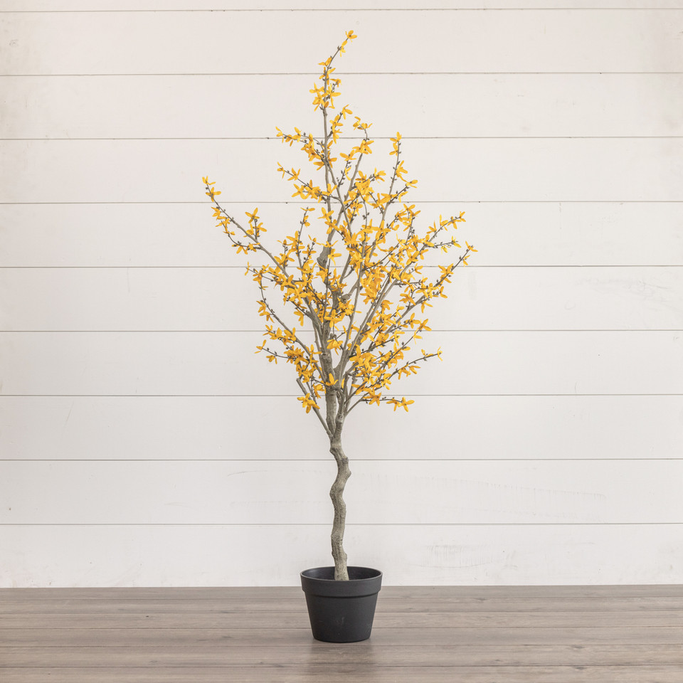 4.25' YELLOW WINTER JASMINE TREE